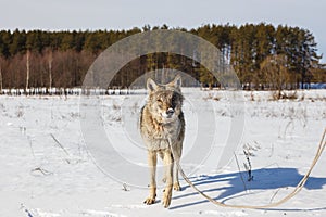 A wolf in winter in a wide field on a leash in the snow against a blue sky. Behind the forest