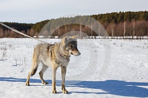 A wolf in winter in a wide field on a leash in the snow against a blue sky. Behind the forest