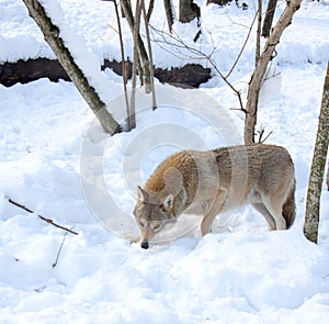 Wolf in the winter wood