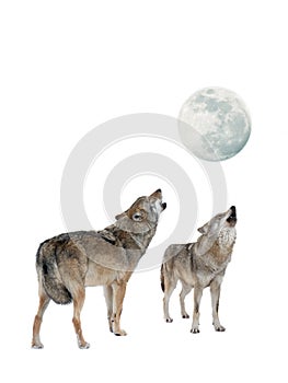 Wolf and she-wolf howling at moon isolated on white background