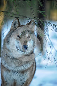 Lobo en el invierno 