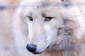 Wolf in ZOO in Vienna