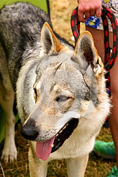 Wolfdog