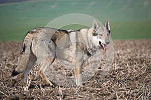 Wolfdog