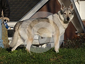 Wolfdog lookin at me, standing on a little hill