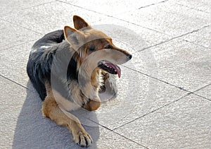 Wolfdog lying on the ground, adobe rgb