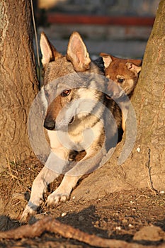 Wolfdog mother with its puppy between trees