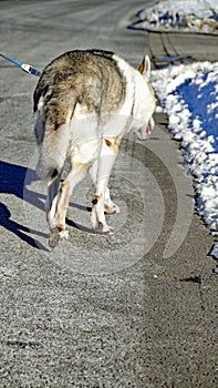 Wolfdog walking away
