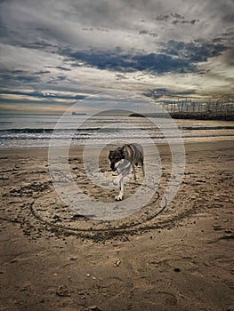 Wolfdog walking on a beach at sunset