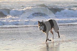 Wolfdog walking on the shore