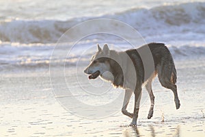 Wolfdog walking on the shore