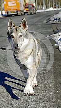 Wolfdog walking towards me photo
