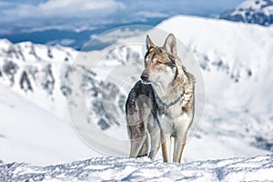 Wolfdog in winter