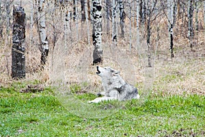 Wolfdog in the woods