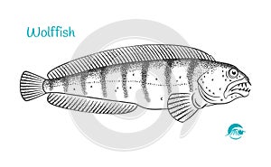 Wolffish hand-drawn illustration