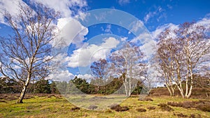 Wolfhezer heath nature momument area in Gelderland, Netherlands