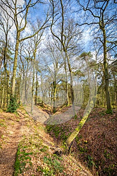Wolfhezer heath nature momument area in Gelderland, Netherlands