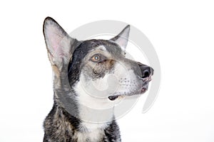 Wolfhound photo