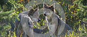 Wolfs - Canis lupus hiden in the forest