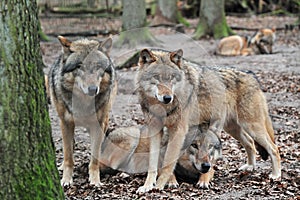 Wolfs