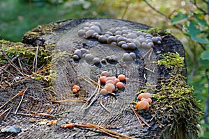wolfs milk or Lycogala epidendrum in forest