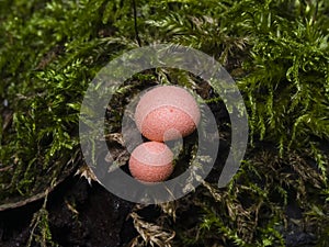 Wolfs milk or Lycogala epidendrum, slime mould macro, selective focus, shallow DOF