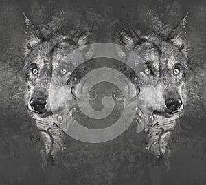 Wolfs. Tattoo design over grey