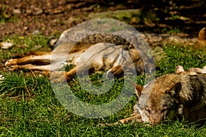 Wolfs in Wildpark Neuhaus