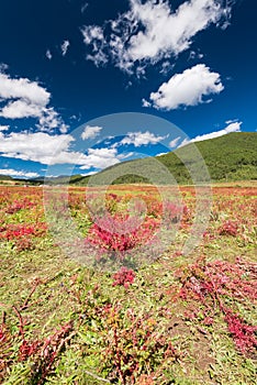 Wolfsbane flower fields