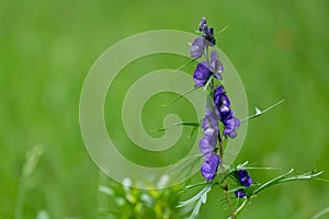 A wolfsbane flower in the Italian Alps