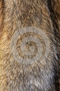 Wolfskin texture. Natural wolf fur.