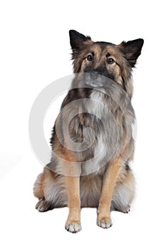 Cute Wolfsspitz sitting on white background