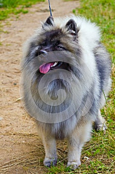 Wolfsspitz dog smiles on the green grass