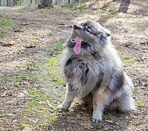 Wolfsspitz dog on the sunny forest