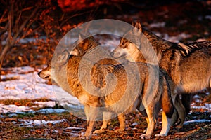 Wolfâ€™s pack in sunrise