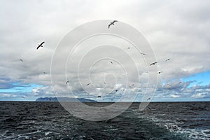 Wolk van zeevogels bij Gough; Clouds of seabirds with Gough island in the background photo