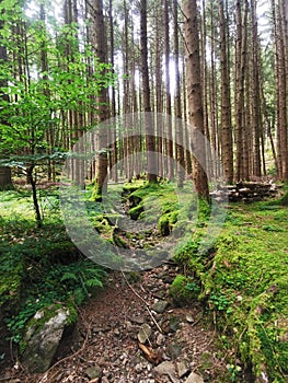 Wolking in the forest