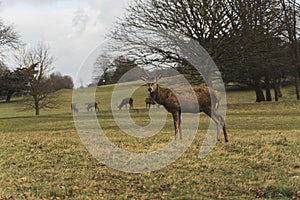 Wollaton Hall and Deer Park, beautiful deer walking on the grass