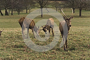 Wollaton Hall - home of deer, set in the beautiful suburbs of Nottingham