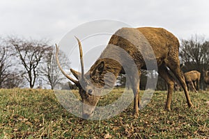 Wollaton Park is home to two herds of deer: Red Deer and Fallow Deer, UK