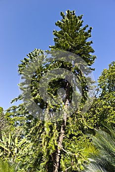 Wollemi Pine