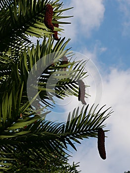 Wollemi Pine with Cones