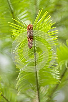 Wollemi pine tree