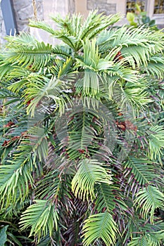 Wollemia nobilis australian pine