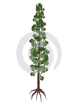 Wollemia nobilis pine prehistoric tree - 3D render photo