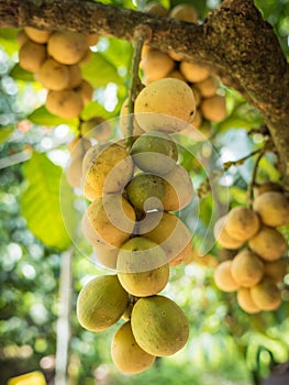 Wollongong fruit