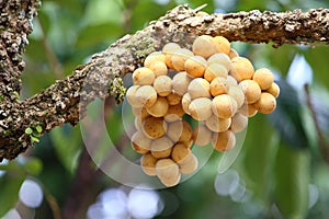 Wollongong tropical fruit