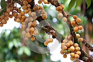 Wollongong tropical fruit