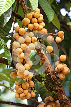 Wollongong tropical fruit
