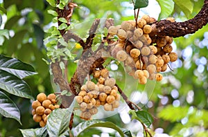 Wollongong tropical fruit